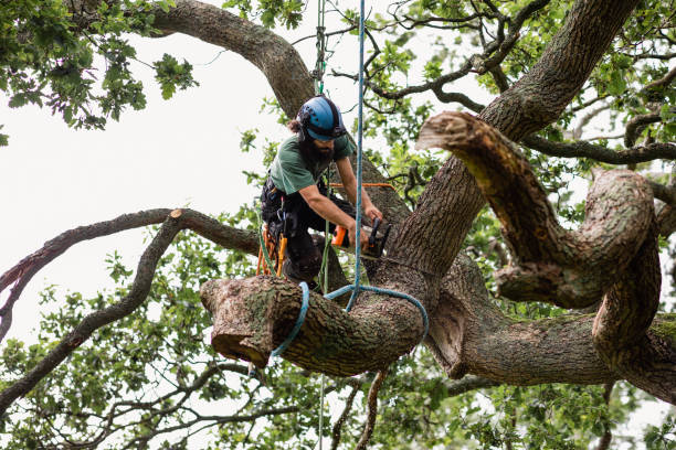 How Our Tree Care Process Works  in  Hoisington, KS